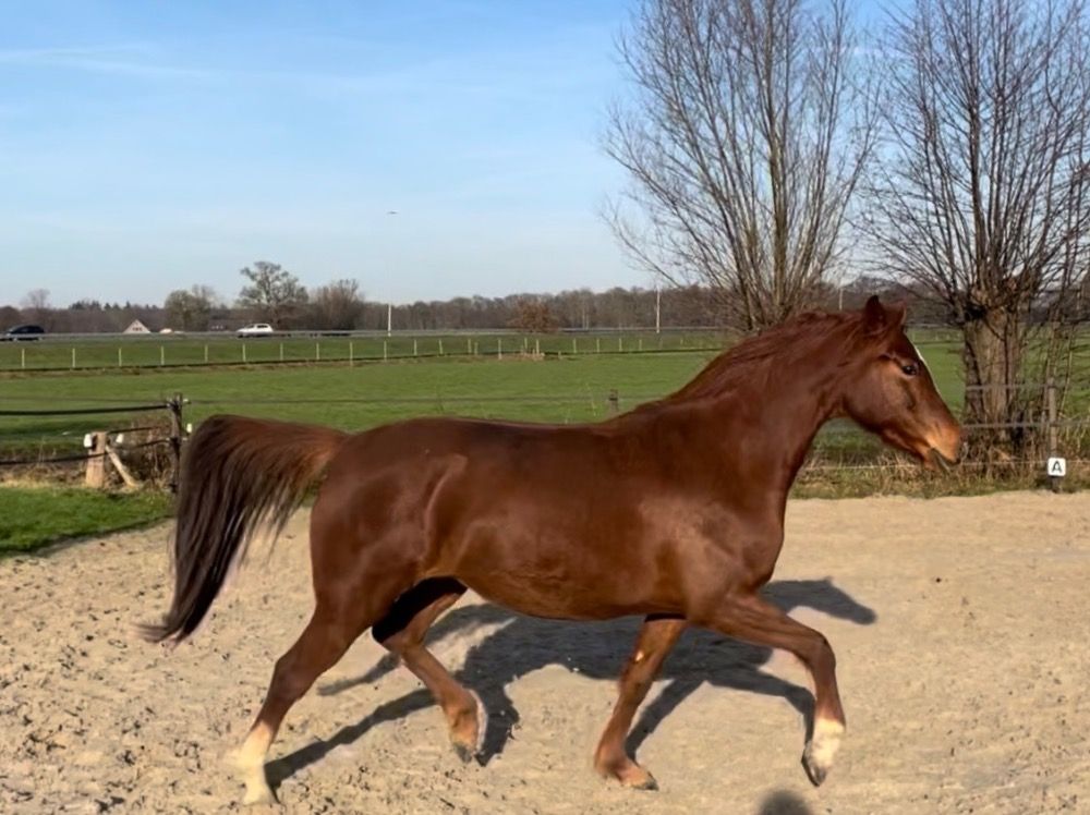 nrps dressuurpaard merrie 4 years old vos for sale - Photo 5