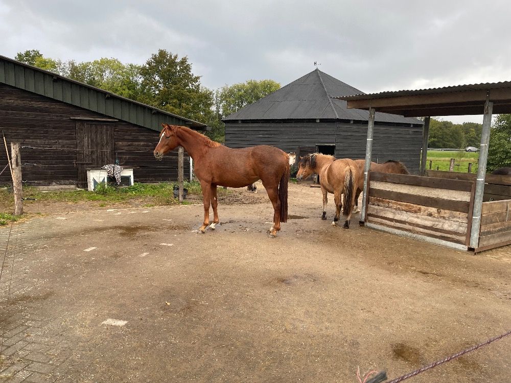 nrps dressuurpaard merrie 4 years old vos for sale - Photo 6