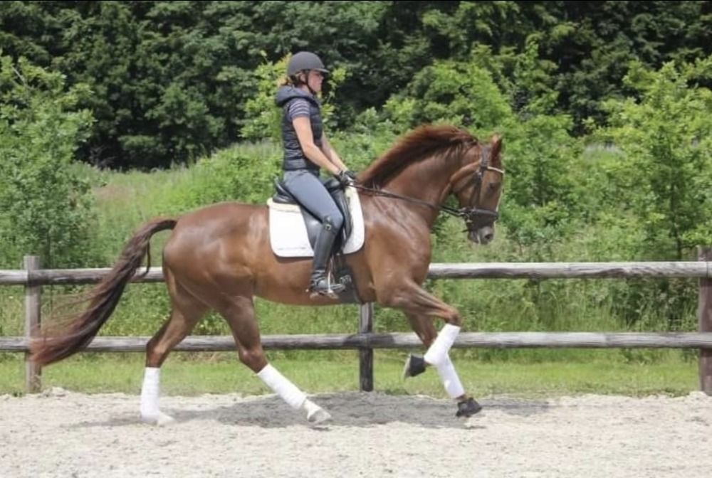 Fijne fokmerrie uit sterke sportlijn