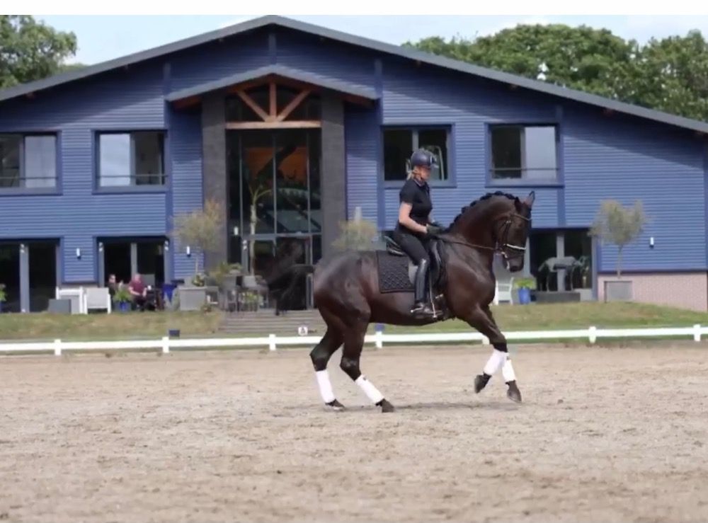 KWPN dressuurpaard Ruin 17 jaar Zwart te koop - Foto 3