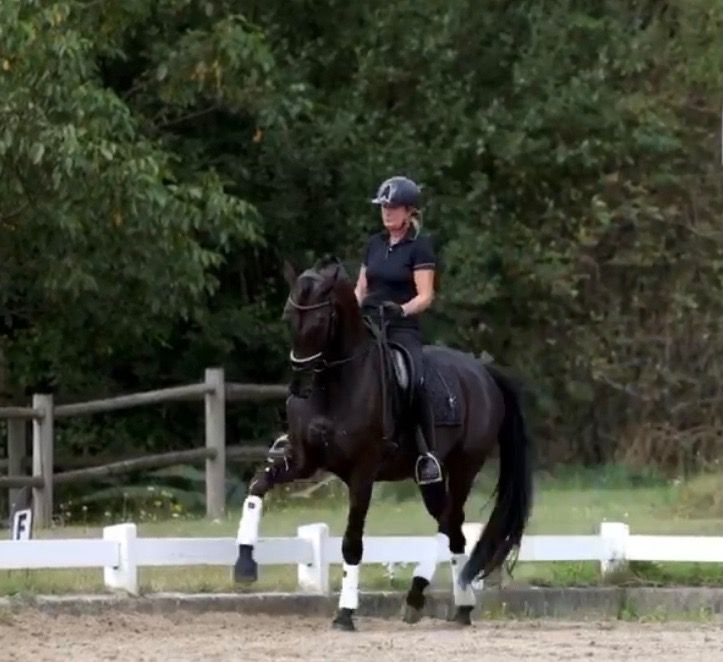 KWPN dressuurpaard Ruin 17 jaar Zwart te koop - Foto 2