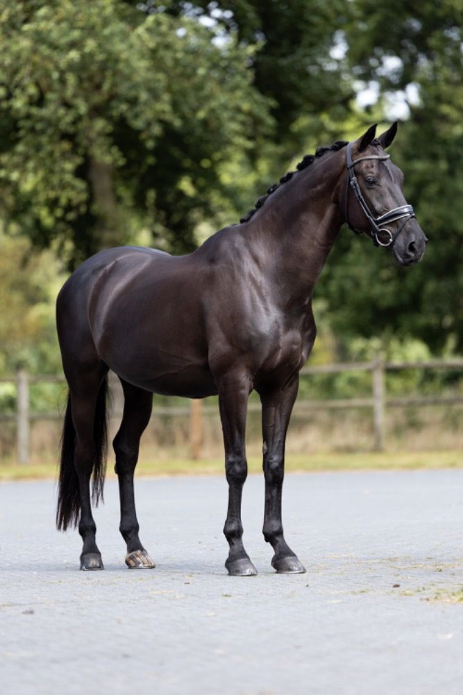KWPN dressuurpaard Ruin 17 jaar Zwart te koop - Foto 6