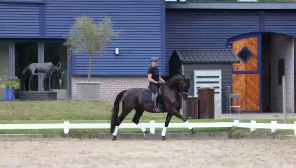 KWPN dressuurpaard Ruin 17 jaar Zwart te koop - Hoofdfoto