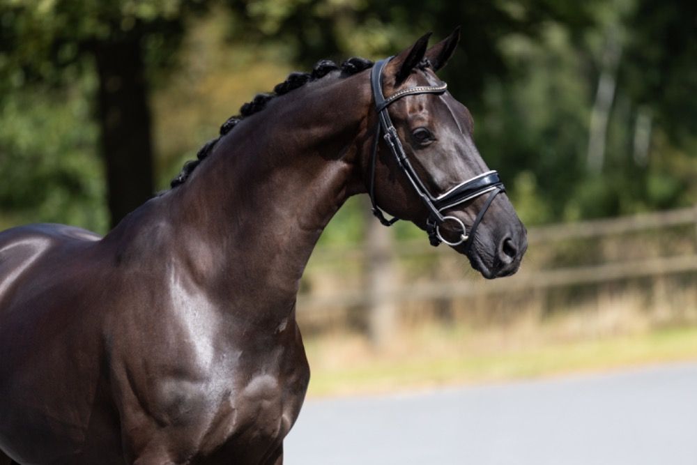 KWPN dressuurpaard Ruin 17 jaar Zwart te koop - Foto 5