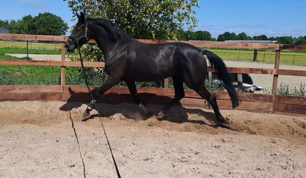 KWPN dressuurpaard Merrie 5 岁 Zwart 出售 - 照片 2