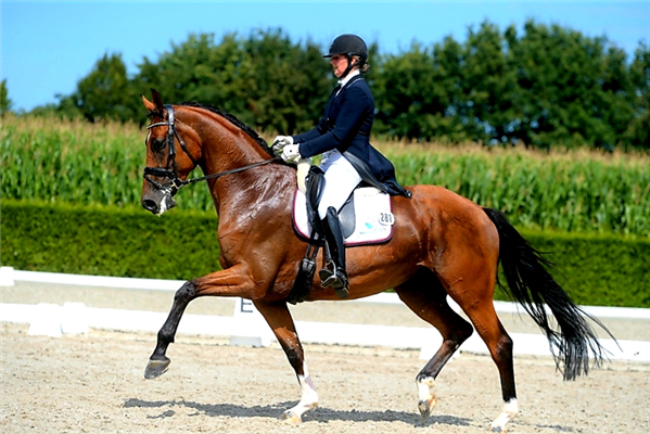 KWPN dressuurpaard Merrie 11 岁 Bruin 出售 - 照片 2