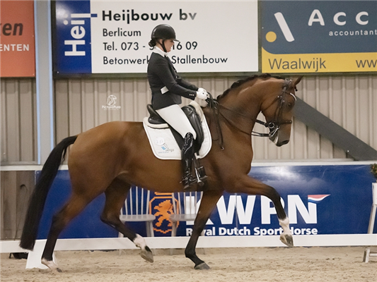 KWPN dressuurpaard Merrie 11 岁 Bruin 出售 - 照片 3