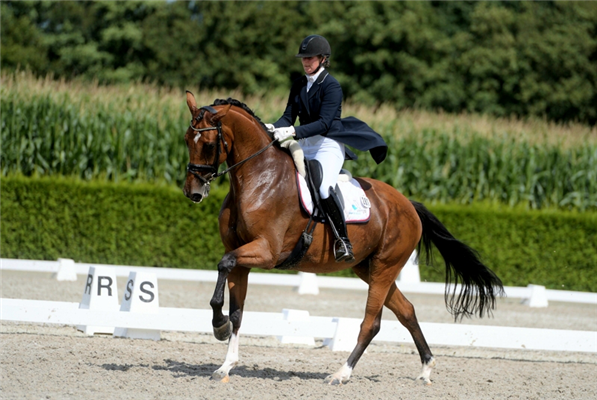 Imposing ELITE SPORT LT mare