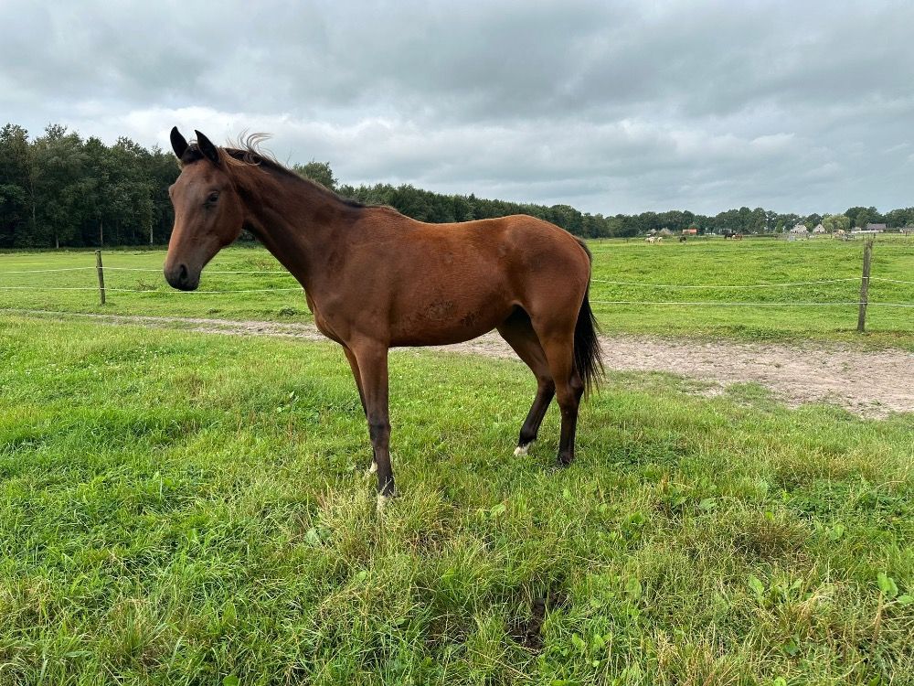 KWPN dressuurpaard Merrie 2 jaar Donkerbruin te koop - Hoofdfoto