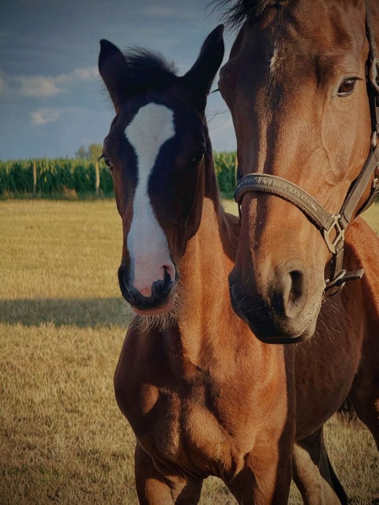 BWP springpaard Merrie Donkerbruin te koop - Hoofdfoto