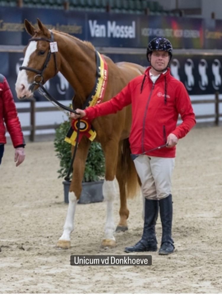 BWP springpaard Merrie Donkerbruin te koop - Foto 3