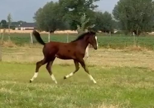 BWP springpaard Merrie Donkerbruin te koop - Foto 5
