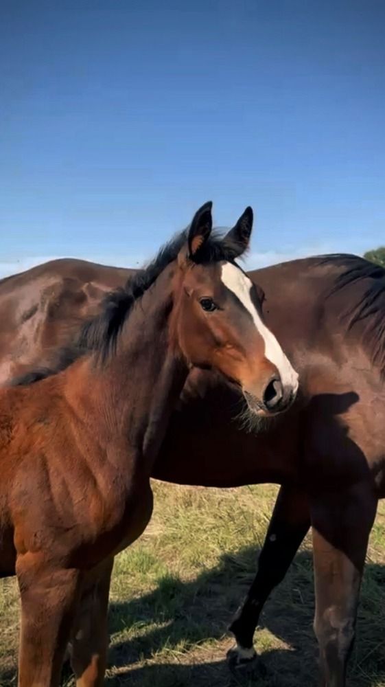 BWP springpaard Merrie Donkerbruin te koop - Foto 2
