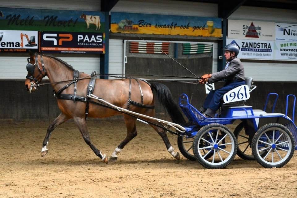 paard Ruin 14 jaar Bruin te koop - Foto 4