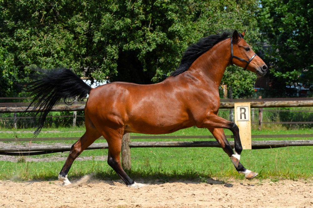 paard Ruin 14 jaar Bruin te koop - Foto 3