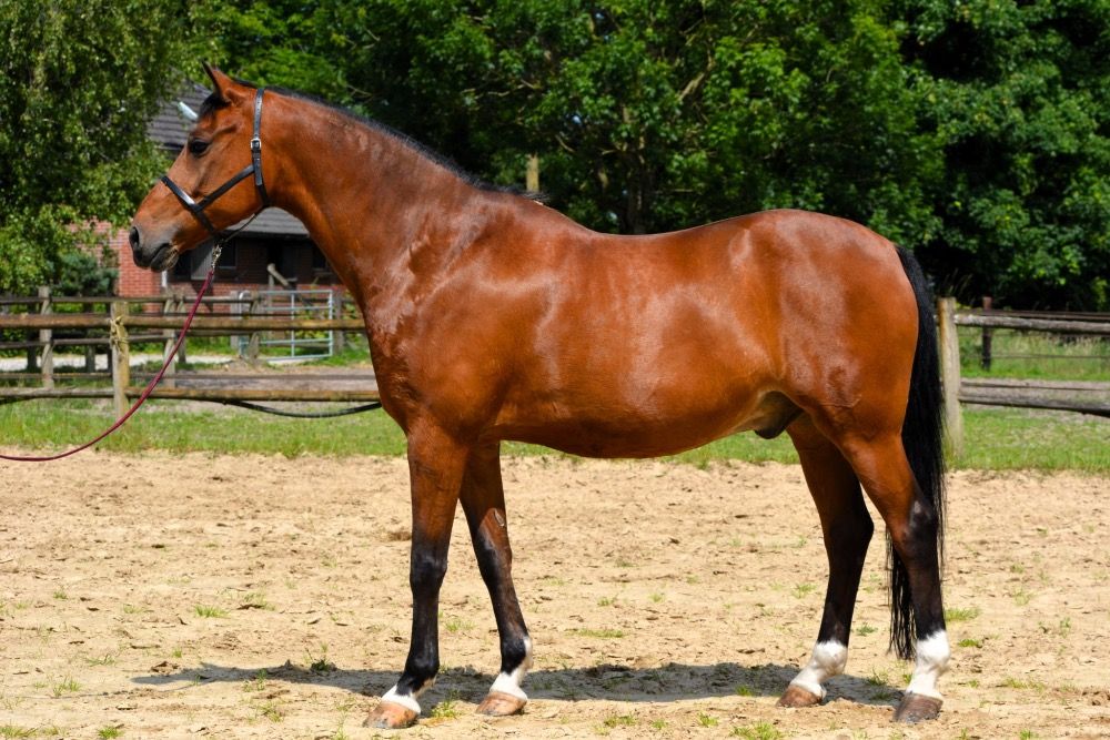 paard Ruin 14 jaar Bruin te koop - Foto 2