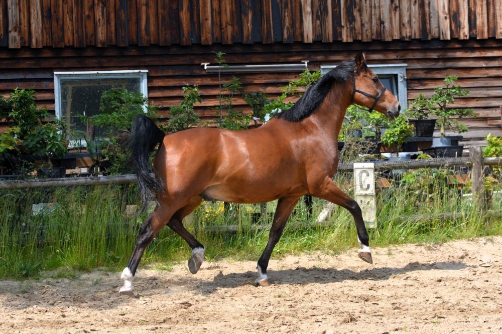 paard Ruin 14 jaar Bruin te koop - Foto 5