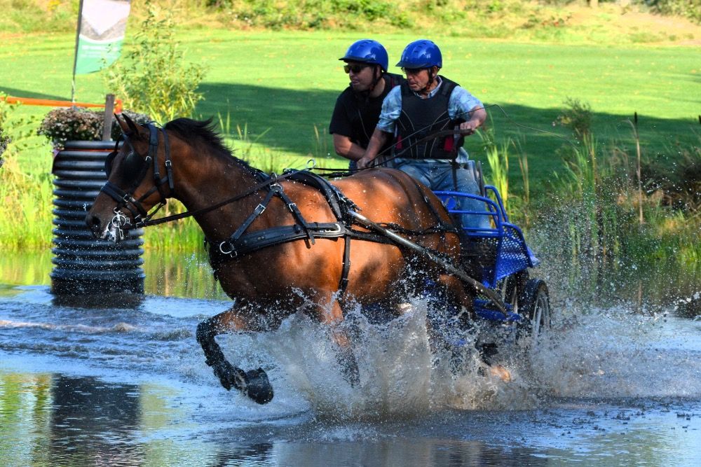 paard Ruin 14 jaar Bruin te koop - Foto 6