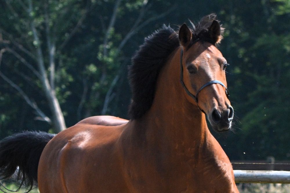 paard Ruin 14 jaar Bruin te koop - Hoofdfoto