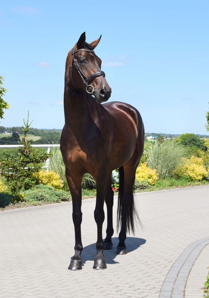 Westfalen dressuurpaard Merrie 6 jaar Donkerbruin te koop - Foto 2