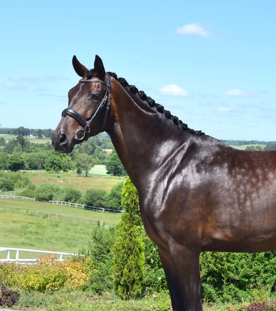 Westfalen dressuurpaard Merrie 6 jaar Donkerbruin te koop - Foto 6