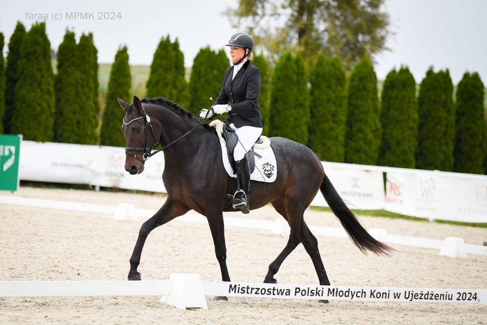 Westfalen dressuurpaard Merrie 6 jaar Donkerbruin te koop - Foto 3