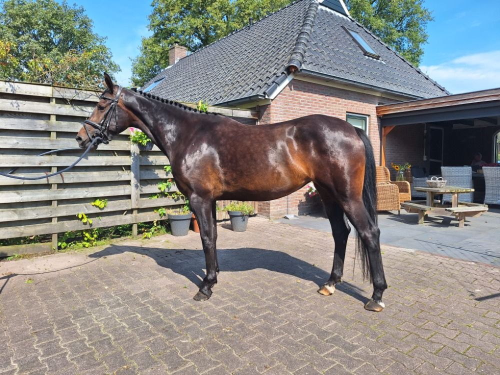 5 jarige KWPN merrie