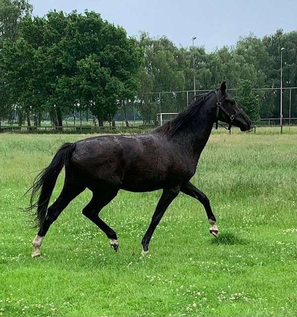 KWPN dressuurpaard Merrie 2 jaar Zwart te koop - Hoofdfoto