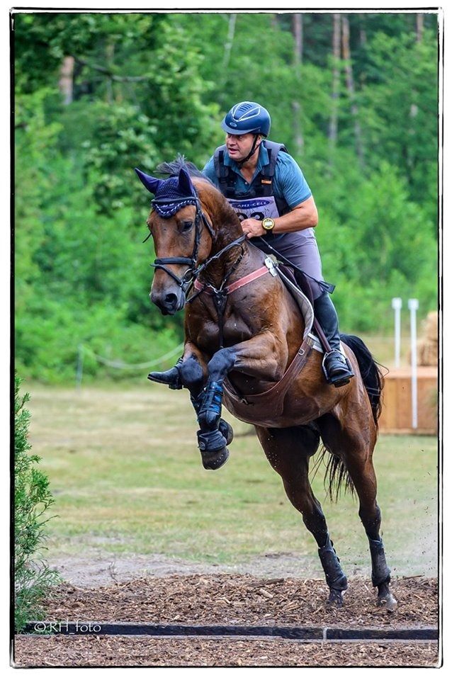 Zangersheide allrounder Ruin 10 jaar Donkerbruin te koop - Foto 3