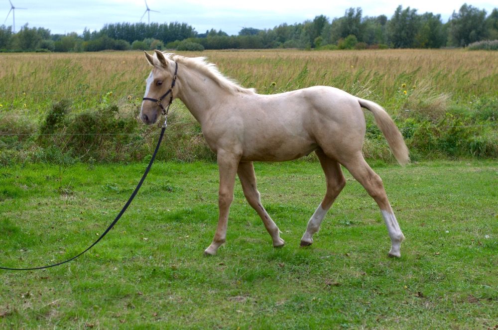 BWP allrounder Hengst Palomino te koop - Foto 2