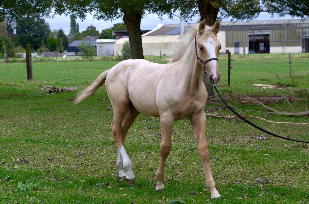 Palomino hengstveulen te koop