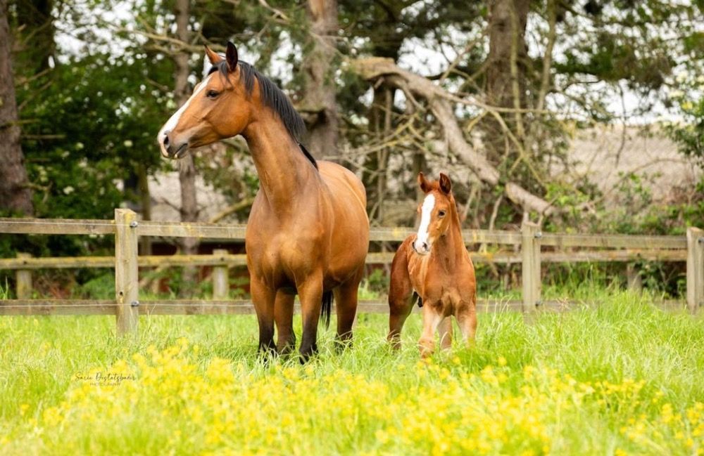 Zangersheide springpaard Hengst 1 jaar Vos te koop - Foto 6