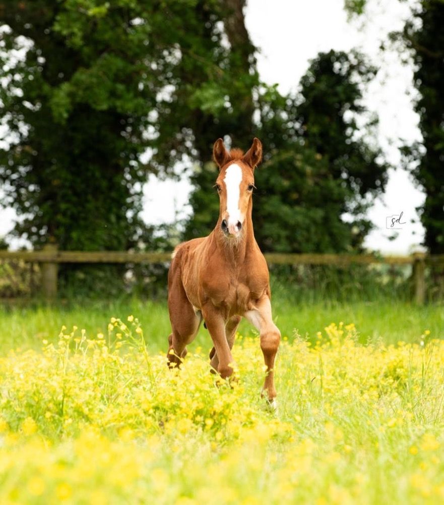 Zangersheide springpaard Hengst 1 jaar Vos te koop - Foto 4