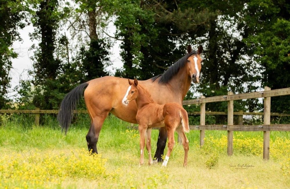 Zangersheide springpaard Hengst 1 jaar Vos te koop - Foto 5