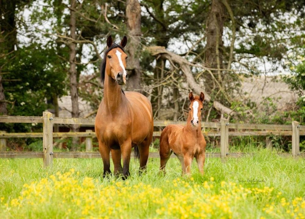 Zangersheide springpaard Hengst 1 jaar Vos te koop - Foto 2