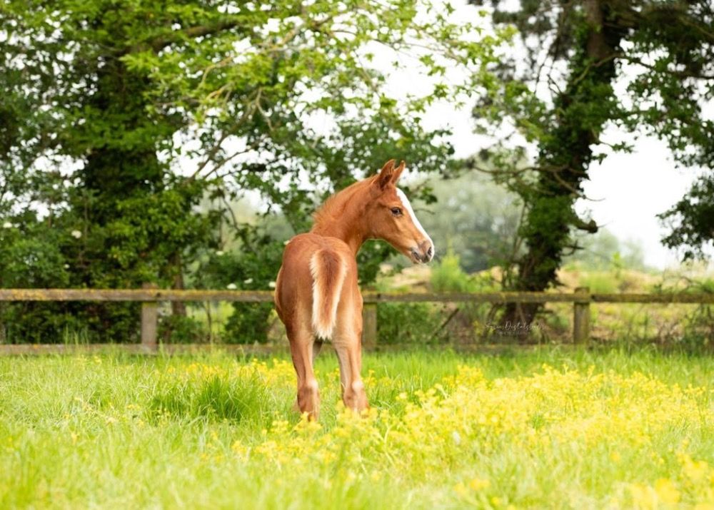 Zangersheide springpaard Hengst 1 jaar Vos te koop - Foto 3