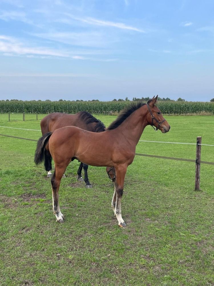 KWPN springpaard Hengst Bruin te koop - Hoofdfoto
