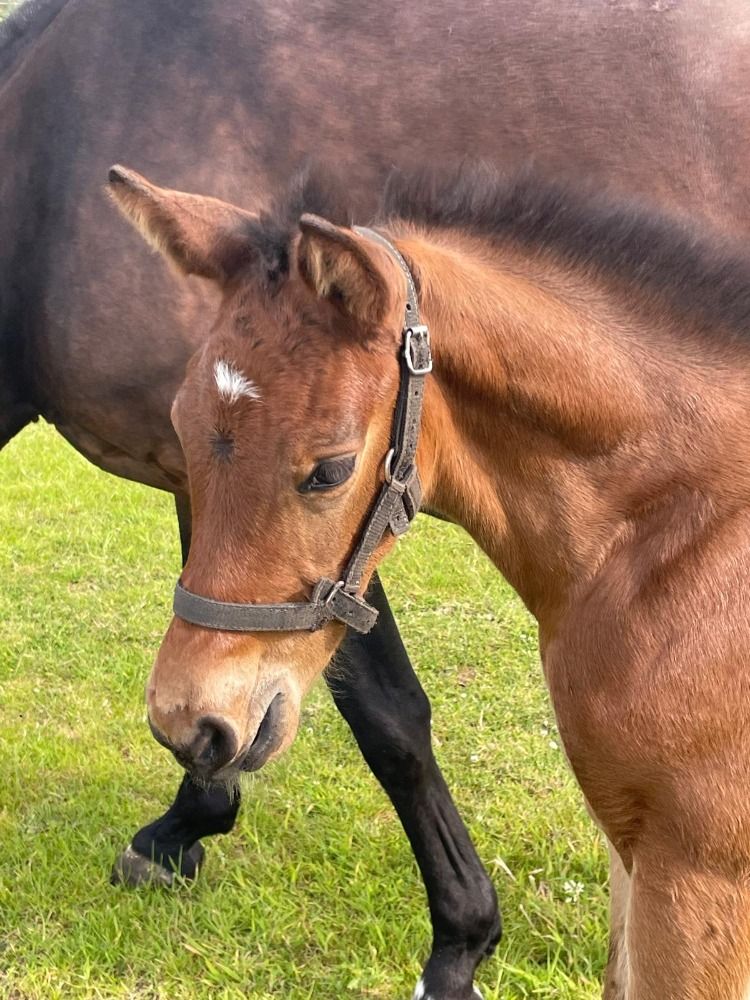KWPN springpaard Hengst Bruin te koop - Foto 3