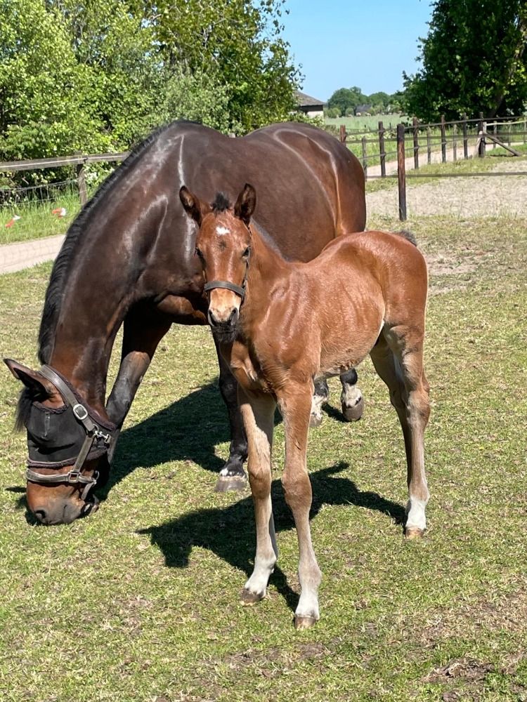 KWPN springpaard Hengst Bruin te koop - Foto 2