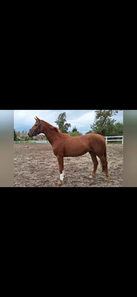 3-jarige merrie van Fidelity