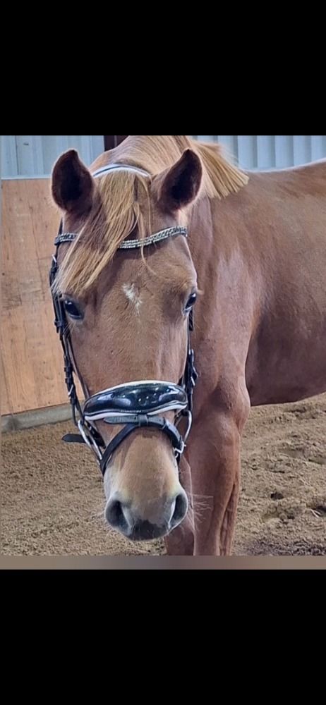 Hannover paard Merrie 3 jaar Andere te koop - Foto 2