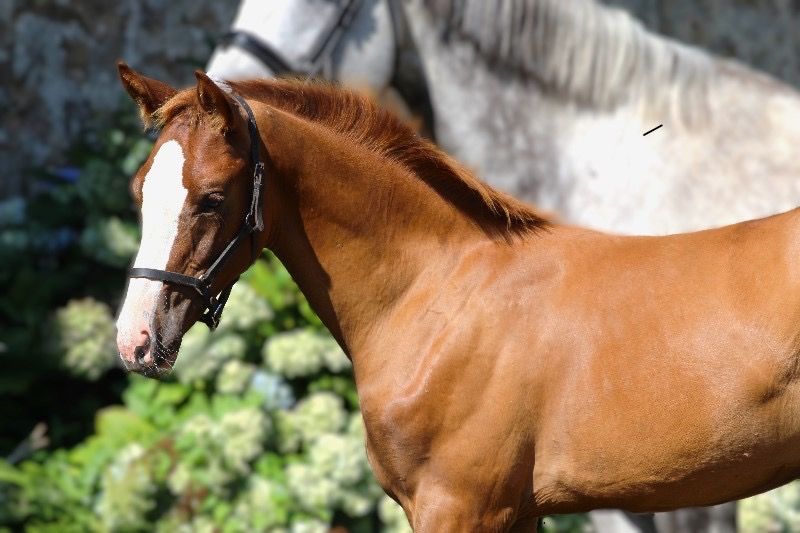 KWPN springpaard Hengst Vos te koop - Foto 3