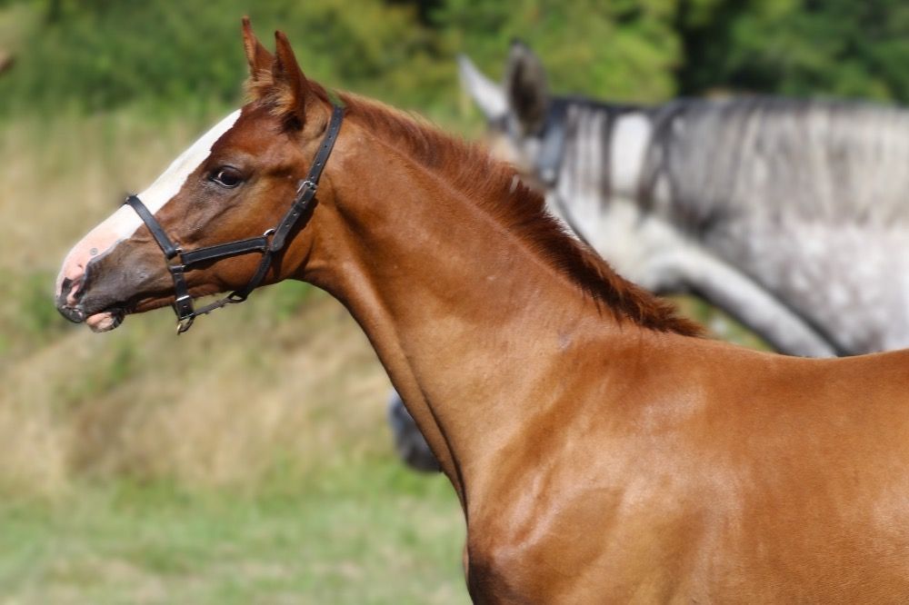 KWPN springpaard Hengst Vos te koop - Foto 2