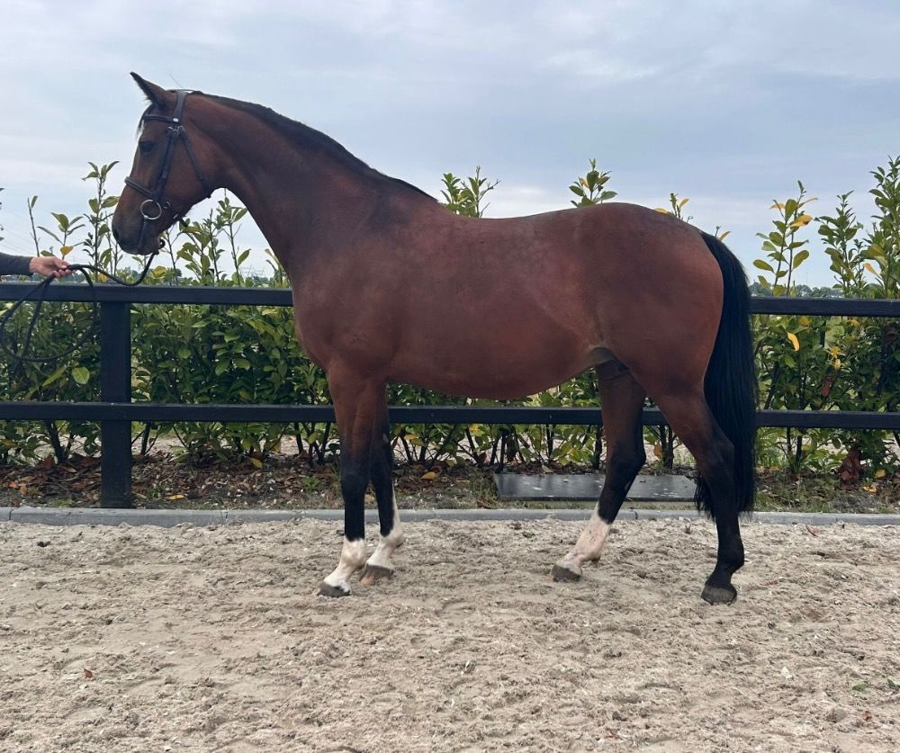 Merrie en/of veulen te koop!