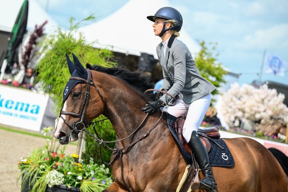 Westfalen springpaard Merrie 14 jaar Bruin te koop - Foto 4