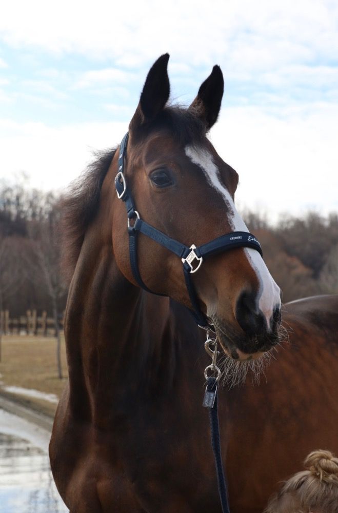 Westfalen springpaard Merrie 14 jaar Bruin te koop - Foto 3