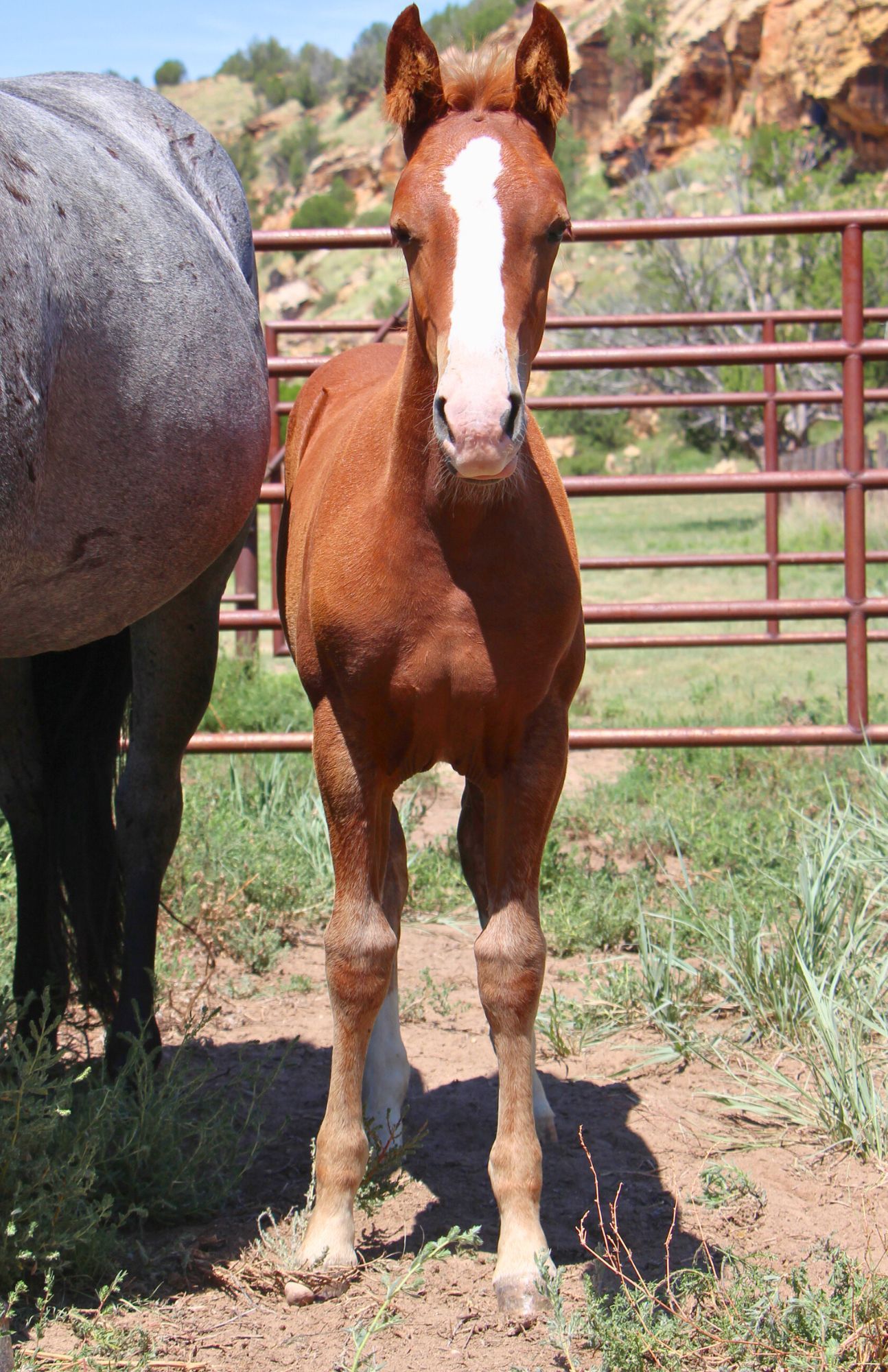 quarter-horse western-paard merrie 2 år till salu - Foto 2