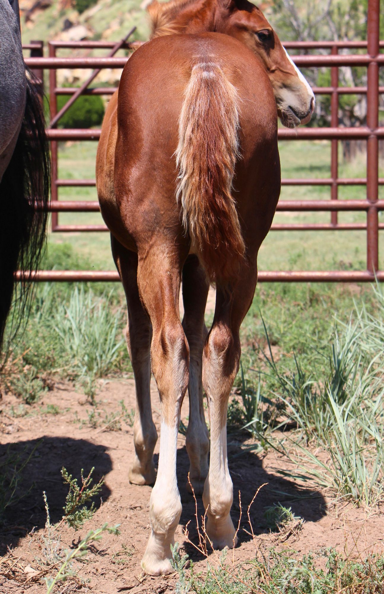 quarter-horse western-paard merrie 2 år till salu - Foto 3
