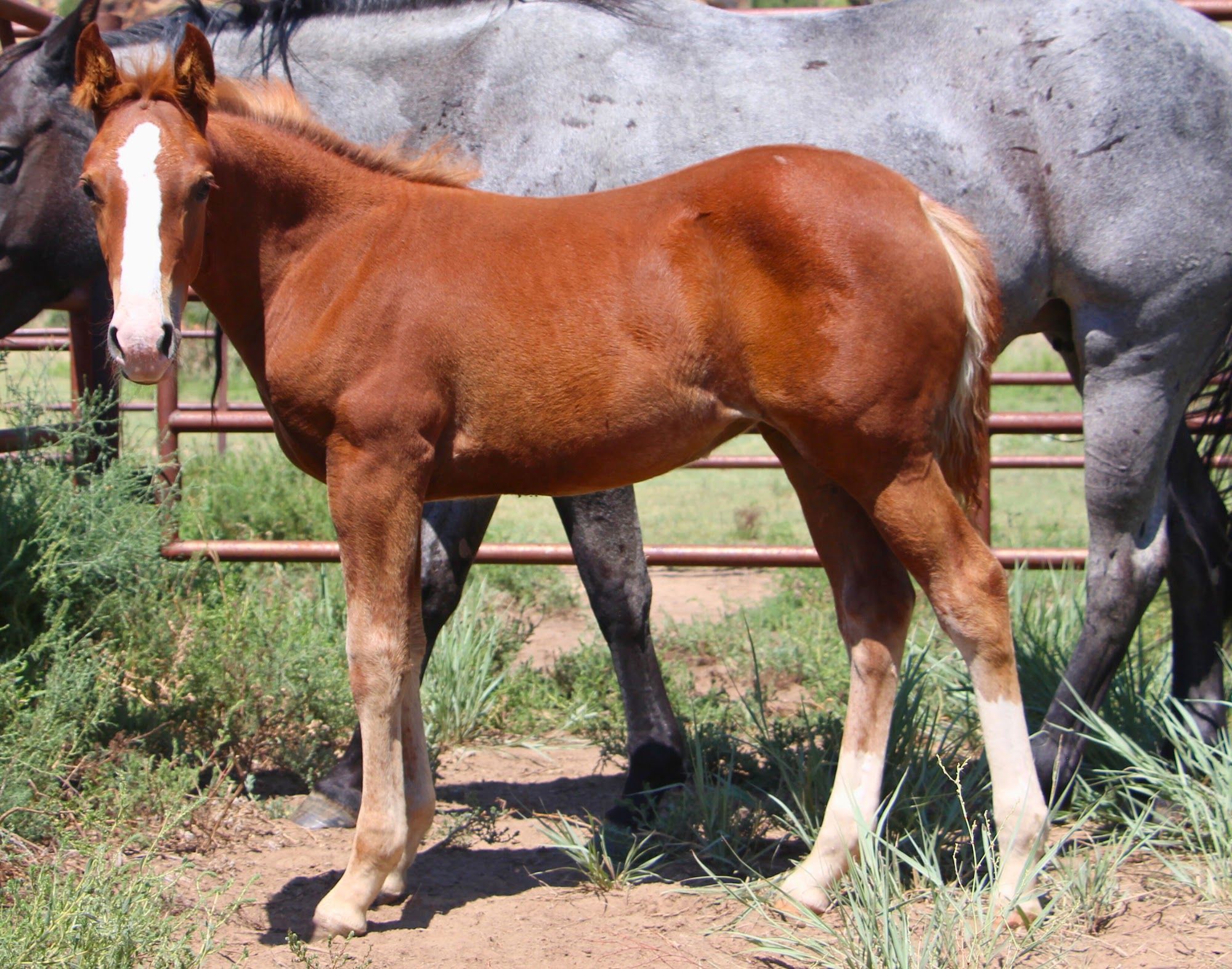 quarter-horse western-paard merrie 2 år till salu - Foto 4