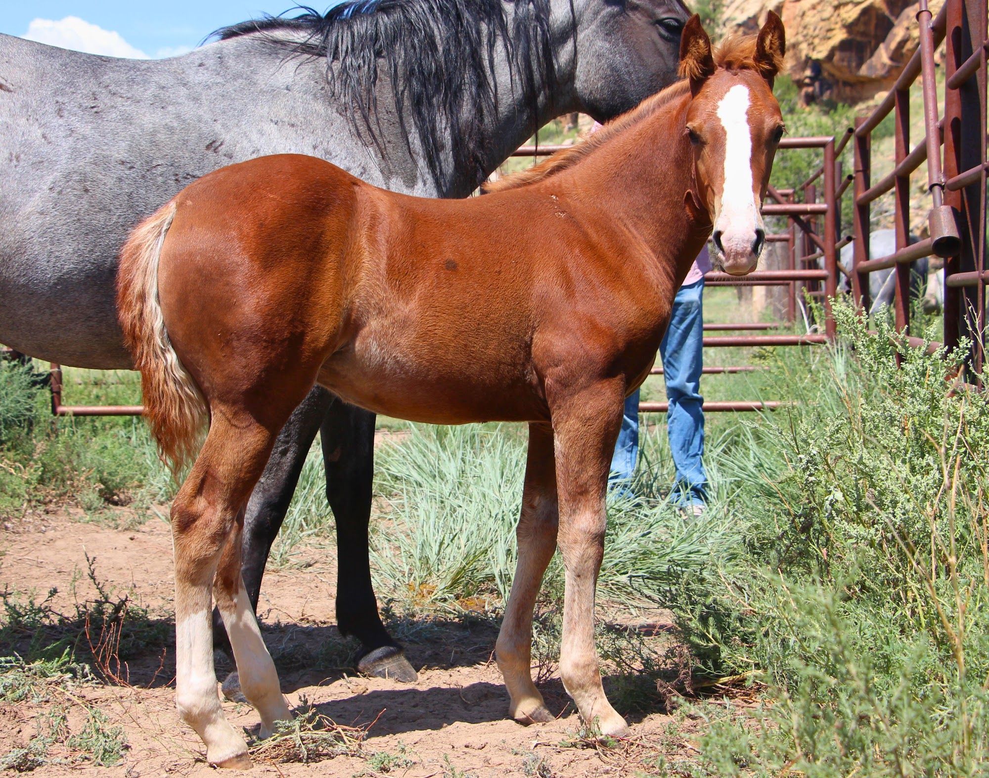 quarter-horse western-paard merrie 2 år till salu - Foto 5